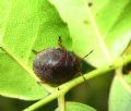 Solenosthedium bilunatum